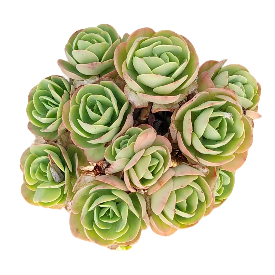 青花瓷杯捧花鸡蛋碧桃多肉植物种植优选精选发货基地自产自销包赔