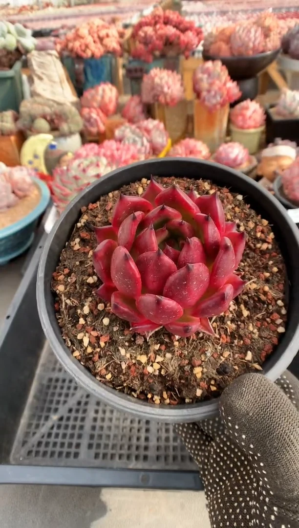 【闪购商品】702安姆斯壮一物一拍