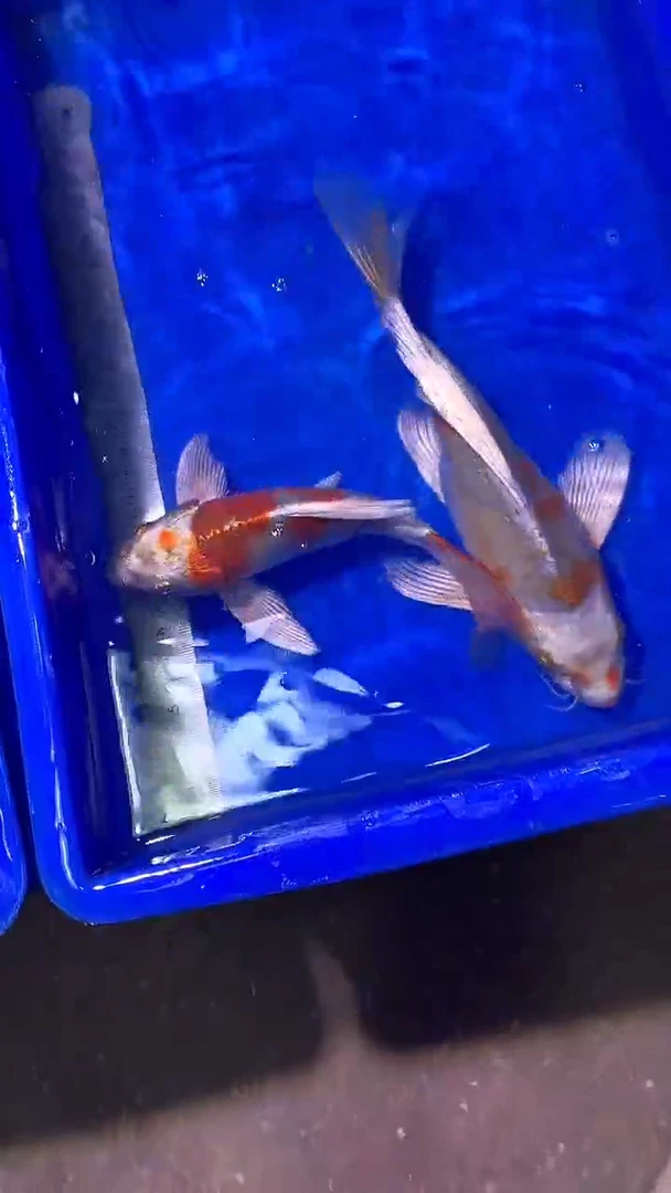 蝴蝶鲤鱼蝴蝶鲤直播选鱼专用链接 凭开箱视频售后