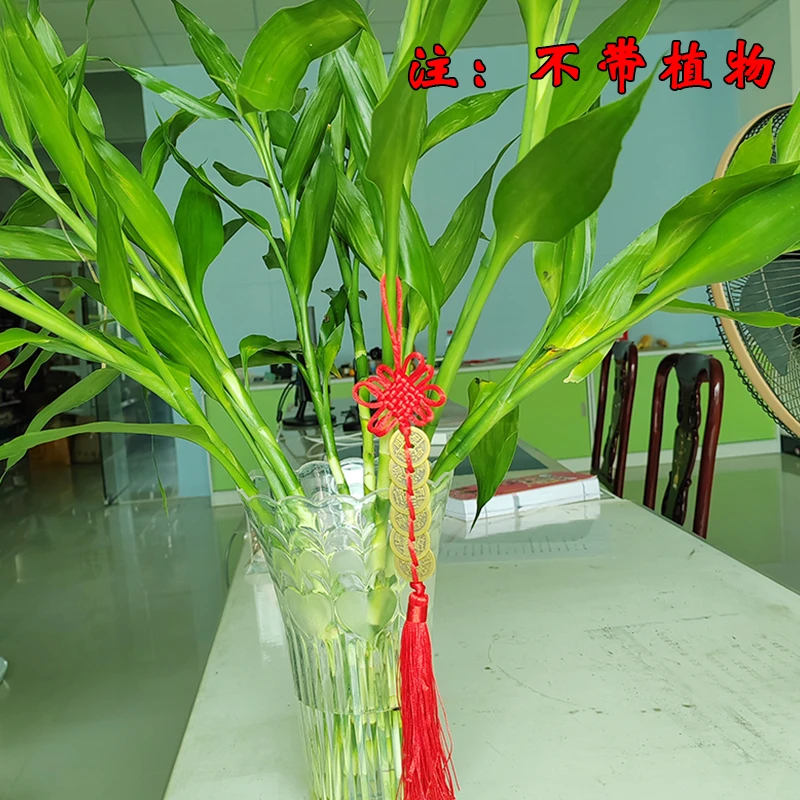 【姚易君推荐】绿植专用红色六D钱挂件点缀