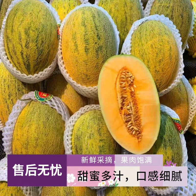 【新疆直发】正宗伽师县八六王 香脆爆甜 当季水果包邮到家