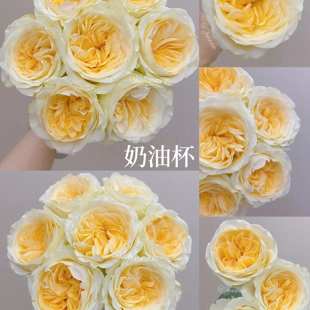 奶油杯，一单中通包邮，两单升级京东或顺丰冷链！