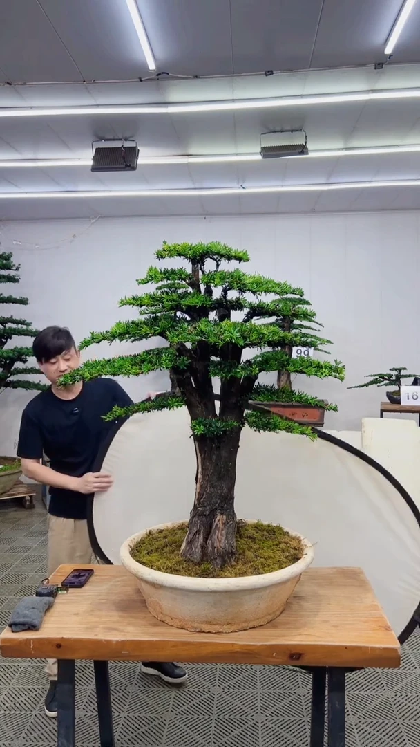 无花朵造型盆景一物一拍