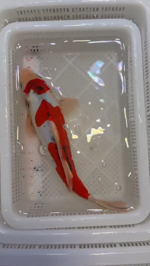 锦鲤精品锦鲤蝴蝶鲤