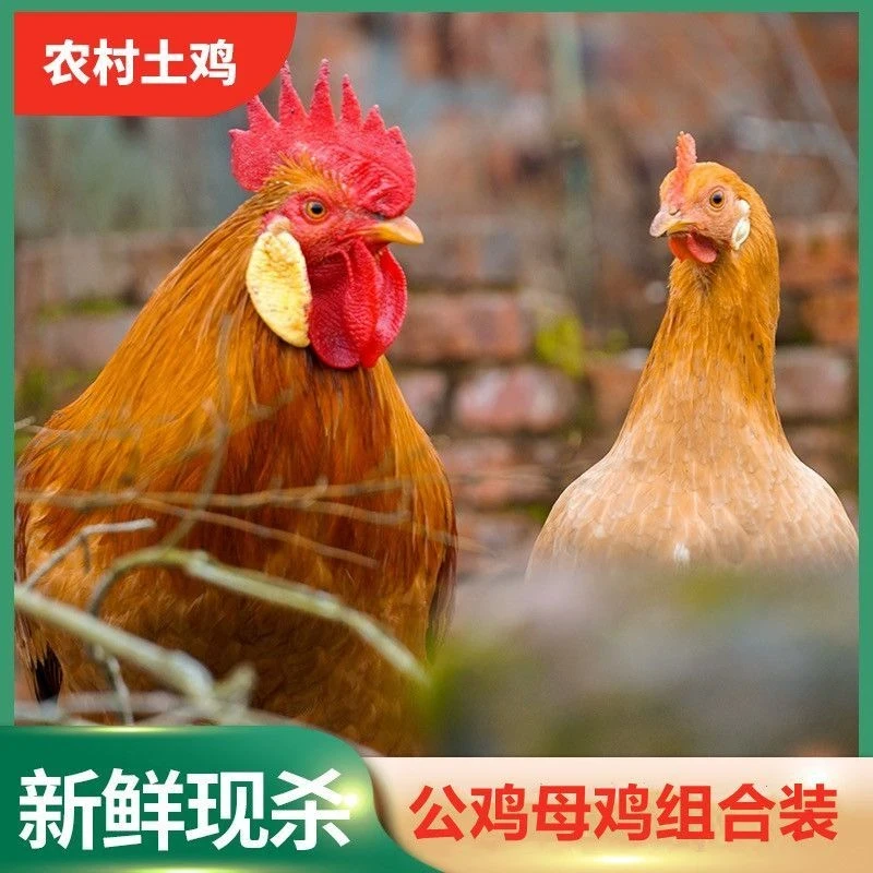 【小蔡】放养土鸡 3只2斤母鸡+赠1只3斤公鸡组合 到手4只净重9斤