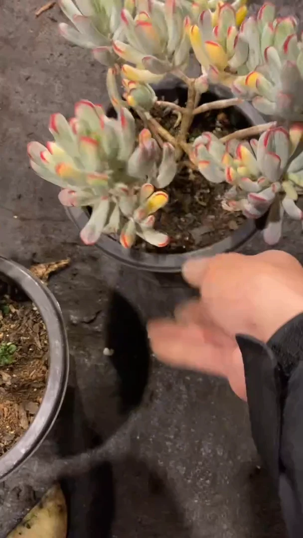 【闪购商品】1338棒叶福娘锦