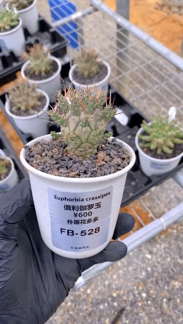 【闪购商品】俱利伽罗玉FB-528