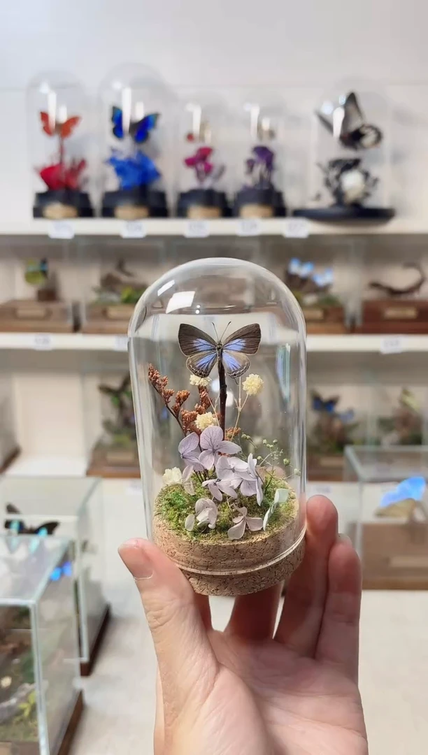 玻璃真实自然标本造景款