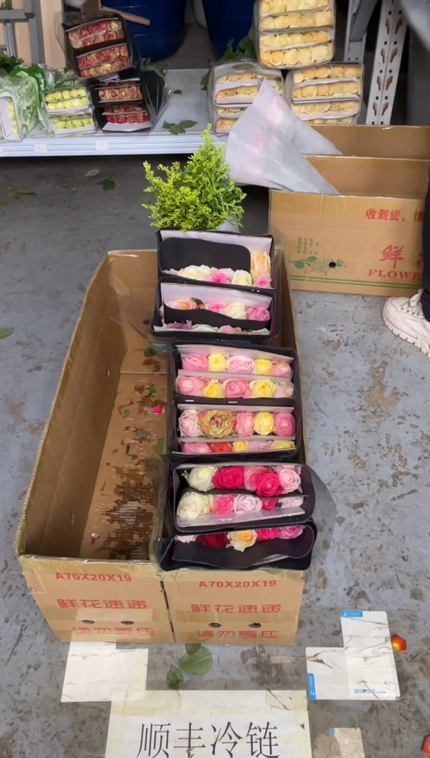 混色玫瑰60枝+黄莺