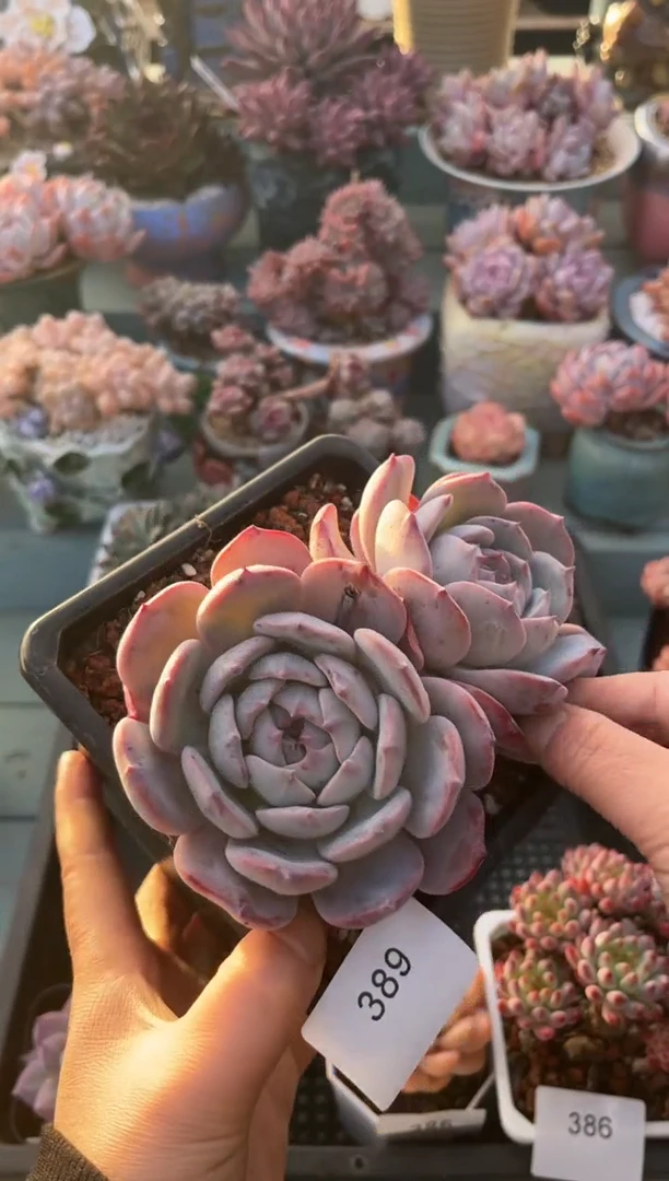 389双头劳伦斯杂多肉