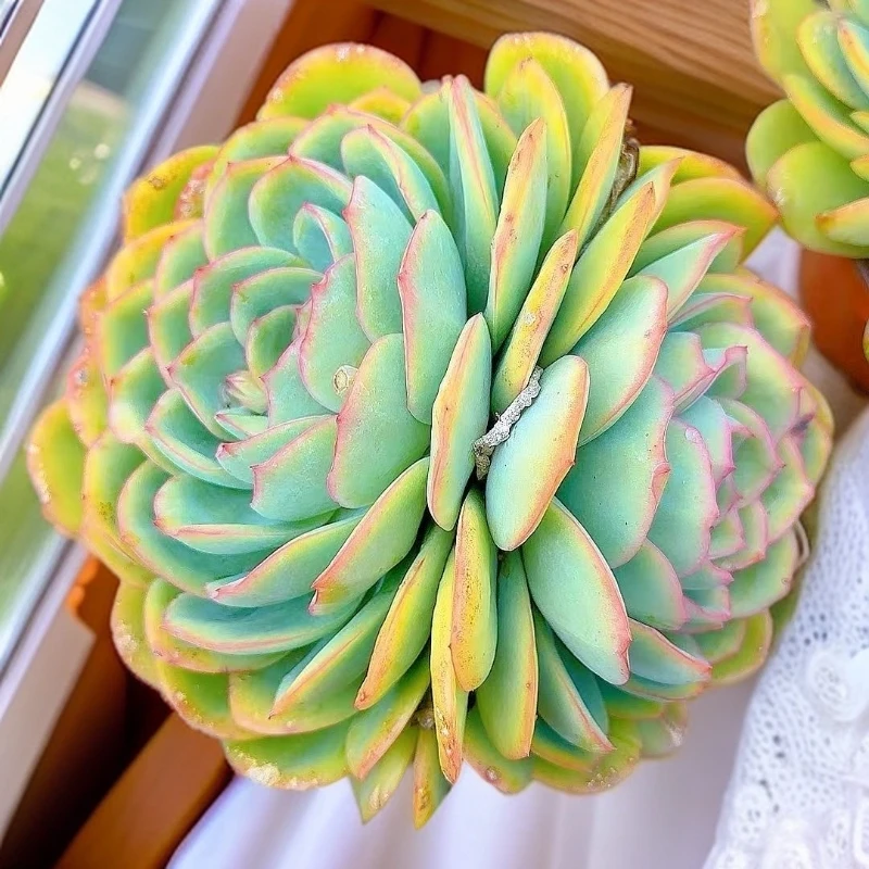 多头晨露  小谢多肉植物庭院净化空气