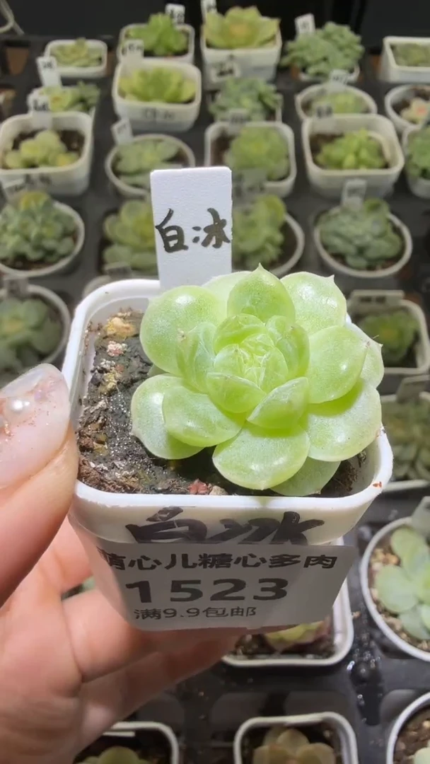 1523 白冰多肉植物