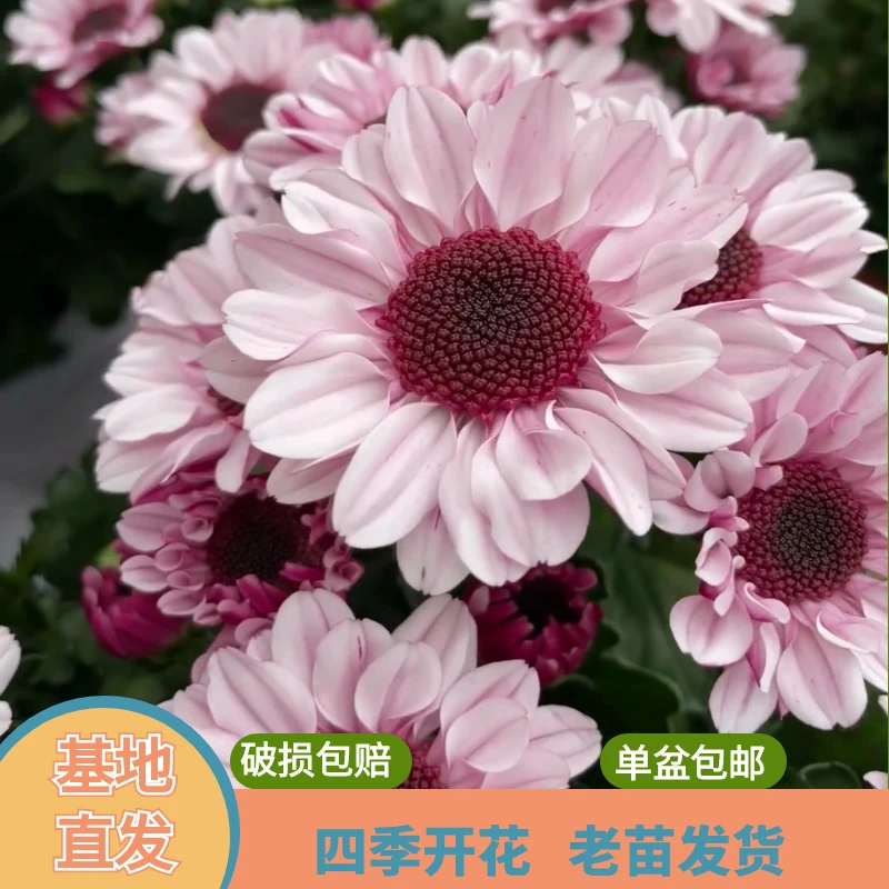 绿植园 [荷兰菊]盆栽带花苞发货开花不断四季开花阳台花卉植物