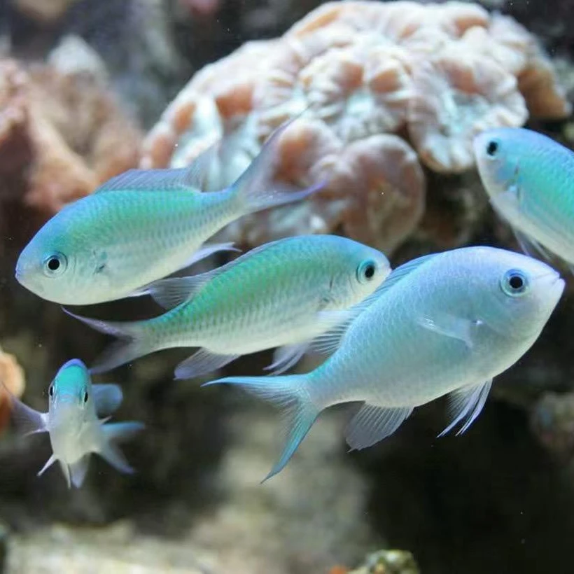 清么海水鱼观赏鱼