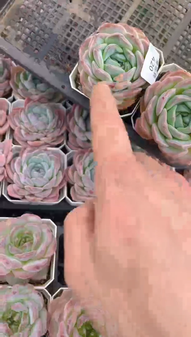 420糖心          2棵量拍