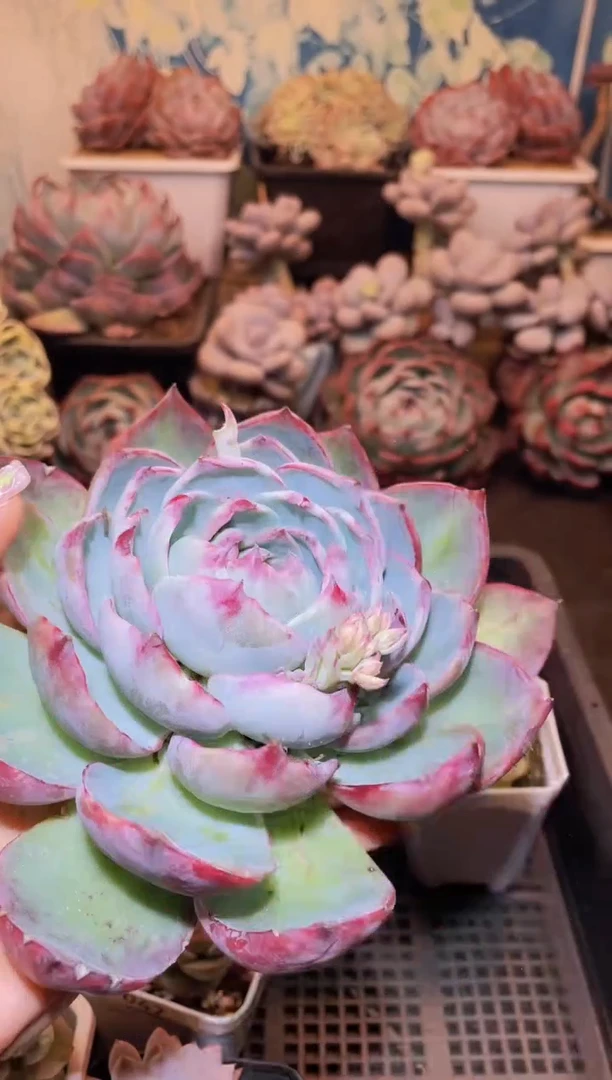 【闪购商品】053惊鸿仙子多肉