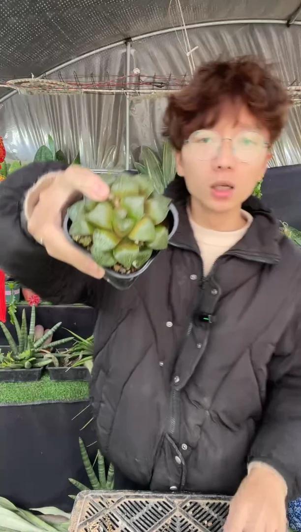 【闪购商品】青蟹玉露7cm带盆8.8