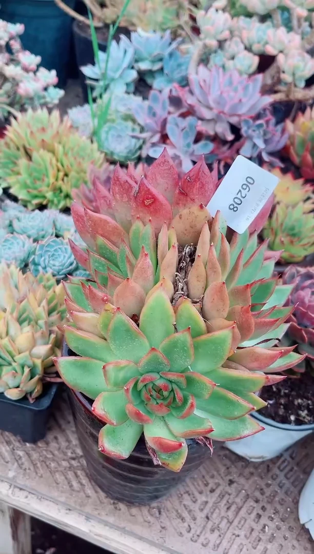 ?**?06208多肉植物一物一拍