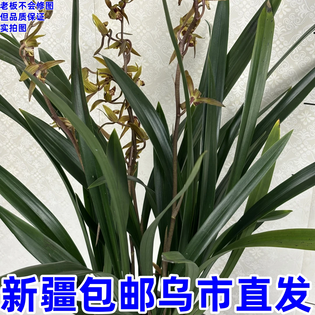 墨兰-----室内客厅办公室耐寒懒人浓香型花卉四季常青