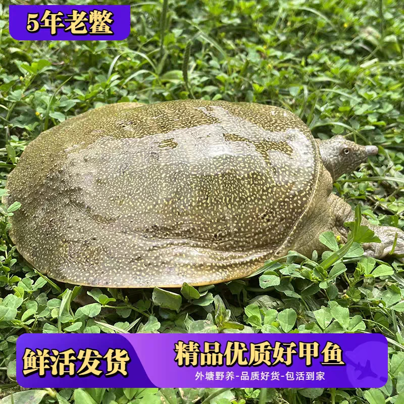 【直播间】{2只装}共3~3.5斤鲜活外塘放养中华鳖青黄背甲鱼包邮到家