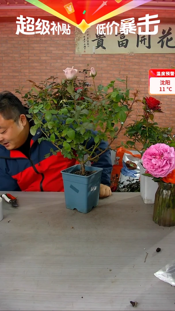 当前无花朵，栽培后可花朵震惊蓝