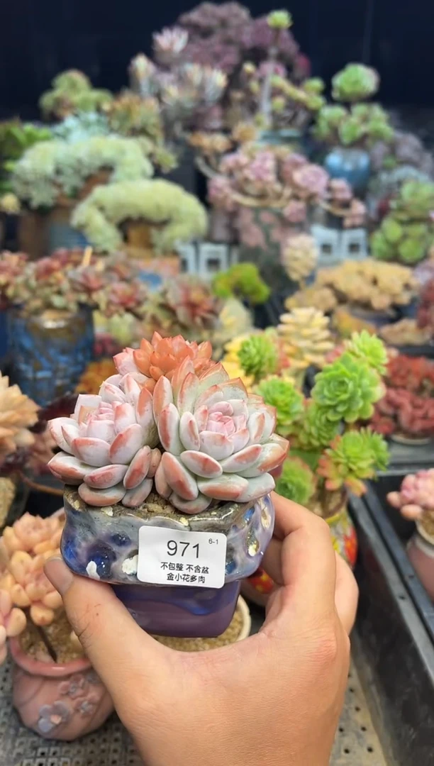 等****季971           不带盆