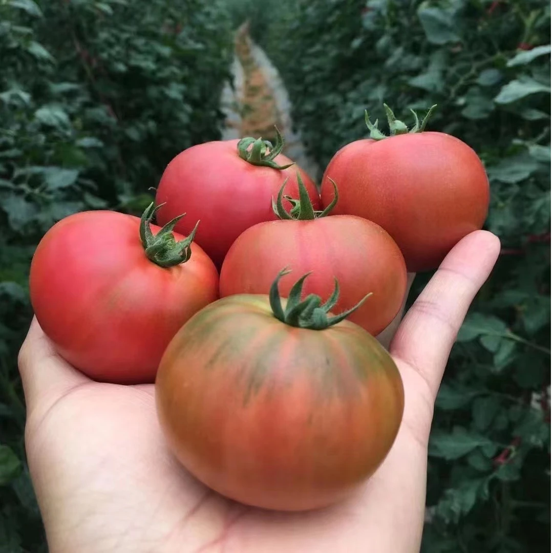 【新品种】小桃子番茄4.6斤中大果风味浓郁多汁好吃 顺丰包邮