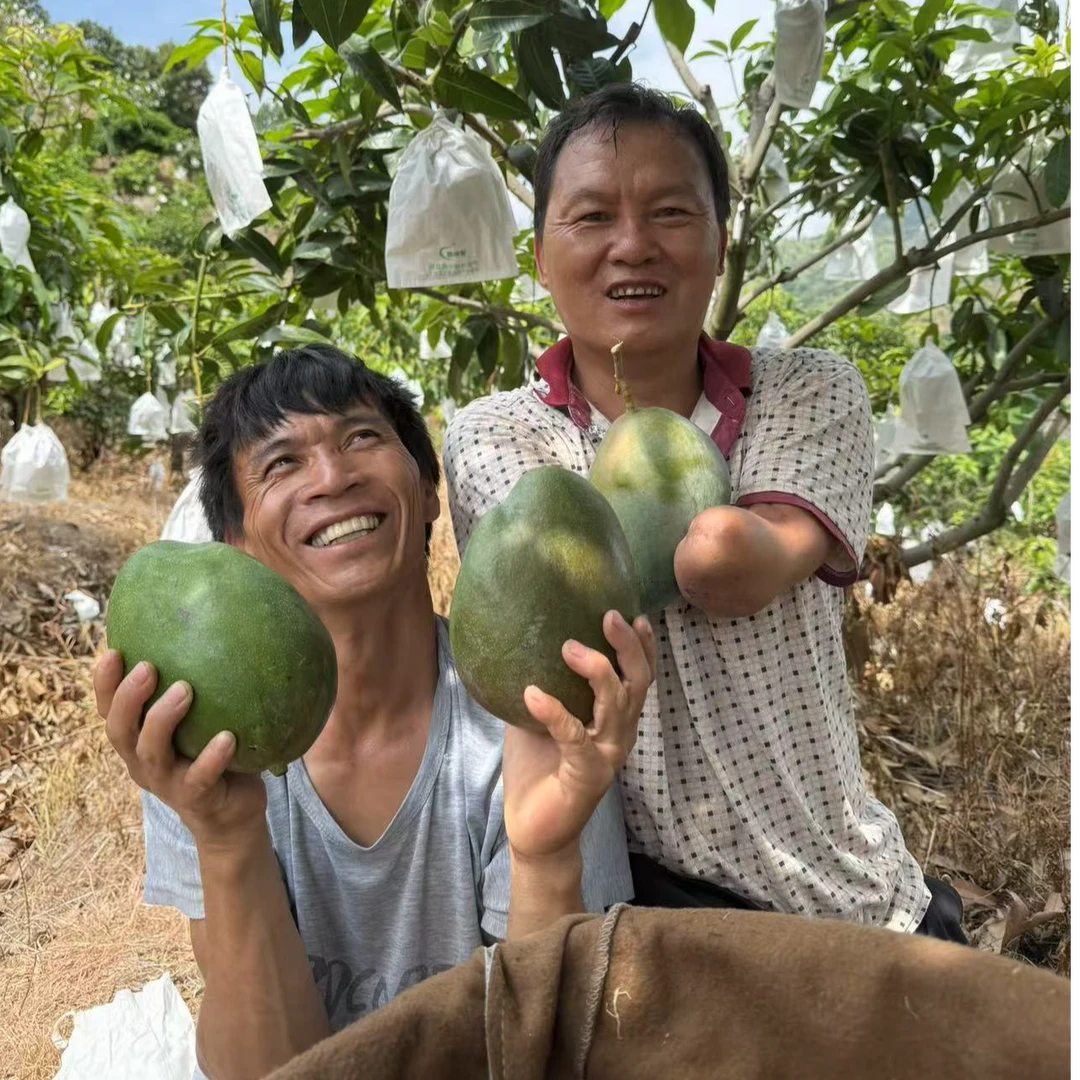 【催熟放软食用】四川凯特芒果当季新鲜时令水果524