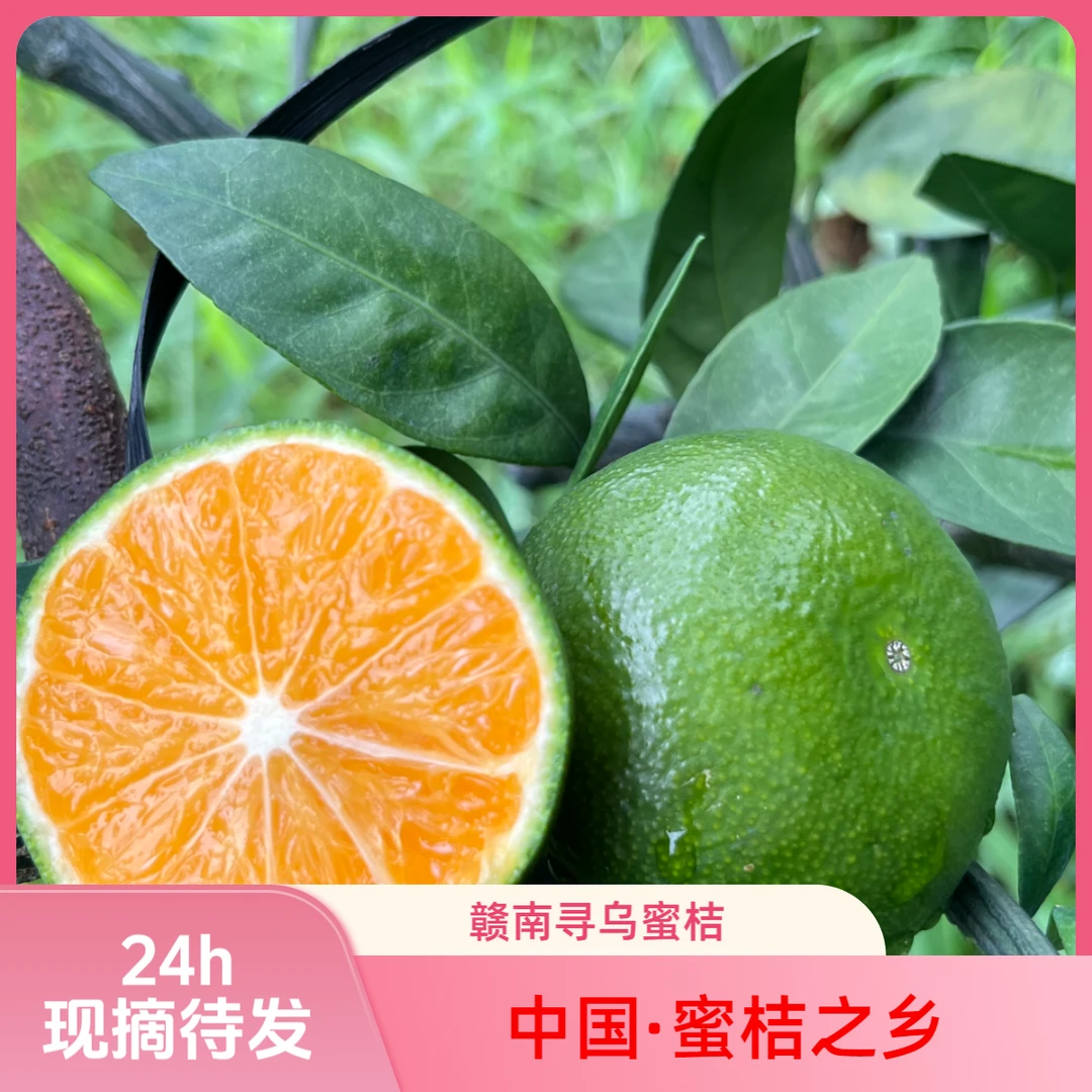 （现摘现发）赣南寻乌蜜桔无籽柑橘皮薄多汁应季包邮新鲜孕妇水果