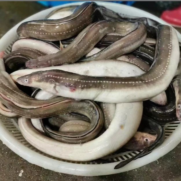 【莫小弟新鲜星鳗鱼/油鳗鱼】宁波石浦海鲜东海海捕星鳗鱼/油鳗鱼