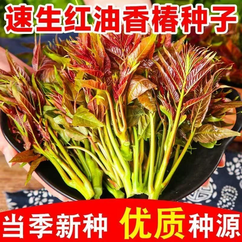 【红香椿种子】家庭阳台小院盆栽地栽四季种