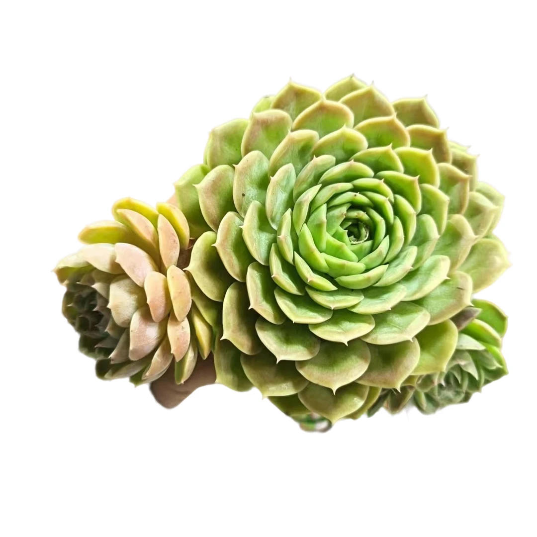 昂斯诺脱土发货(拼满15元包邮)多肉植物阳台露台办公室绿植植