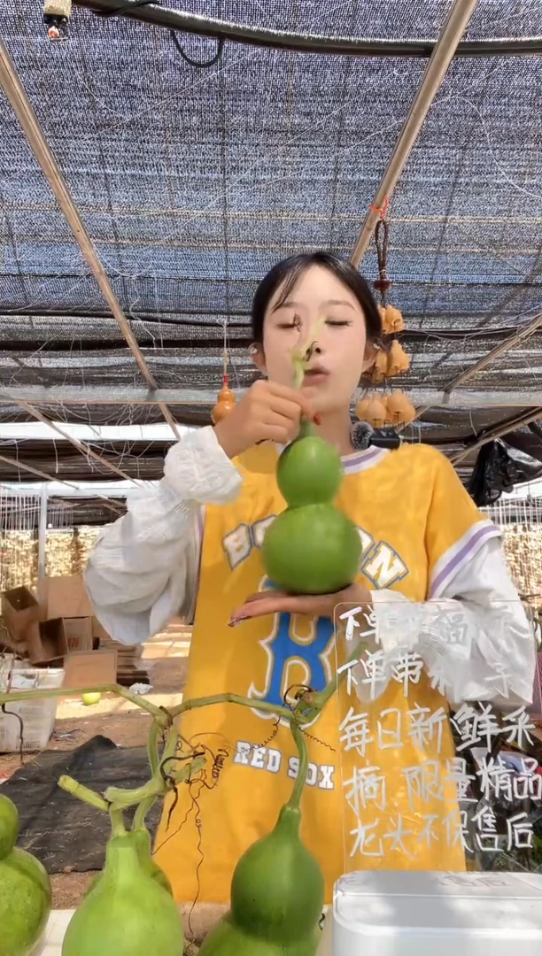 501天然葫芦摆件 一物一拍龙头不保售后