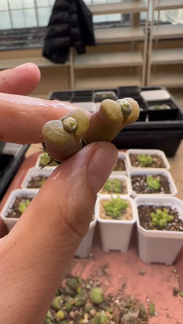 【闪购商品】13-269