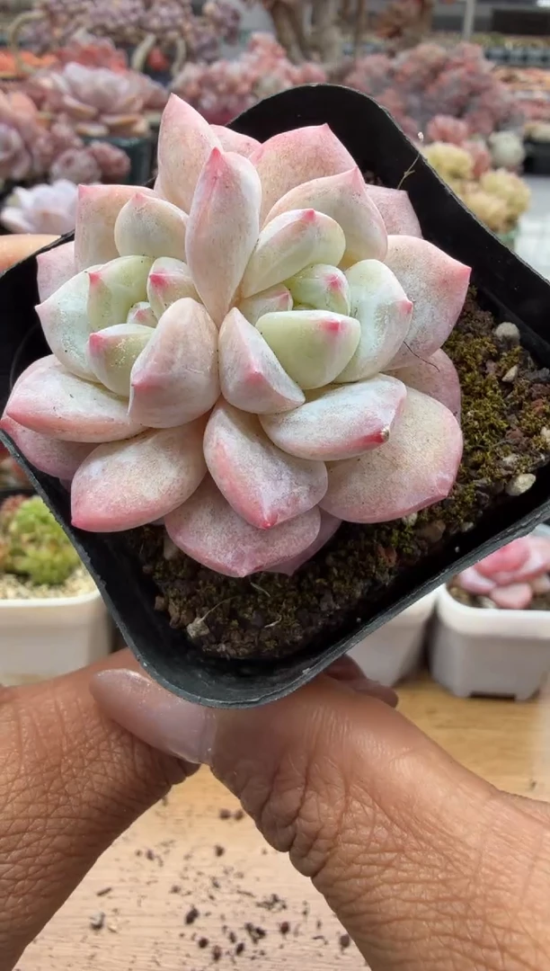 东云多肉园二店-164