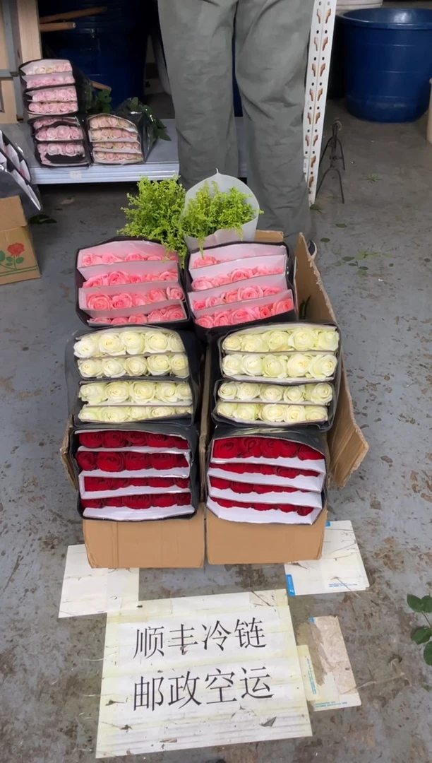 高原红20枝+骄傲20枝+戴安娜20枝+黄莺