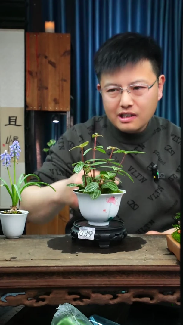 【闪购商品】苔藓微景观039号