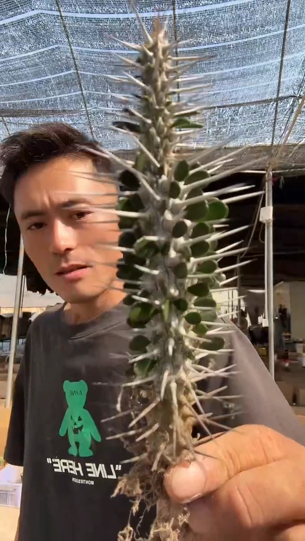 自根地狱魔针9.99