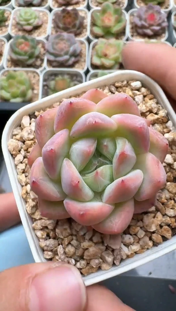 108C云禹多肉植物 带盆土纸巾打包 3颗包邮