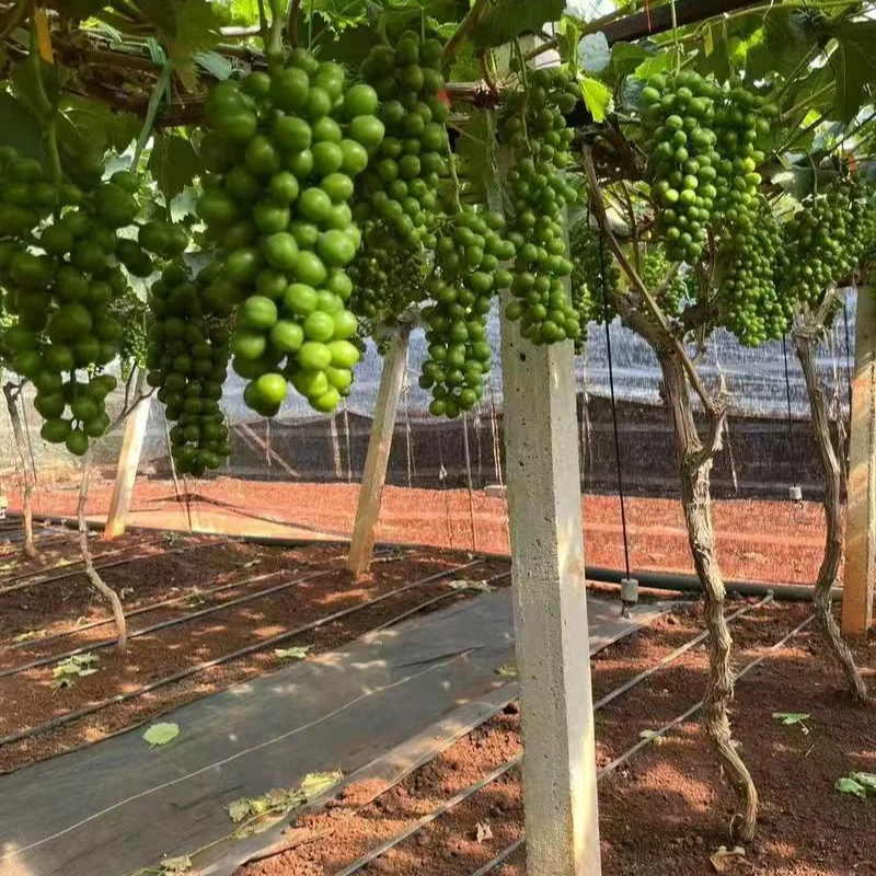 【一物一拍】葡萄树苗南北方种植盆栽地栽庭院都可种植品种齐全