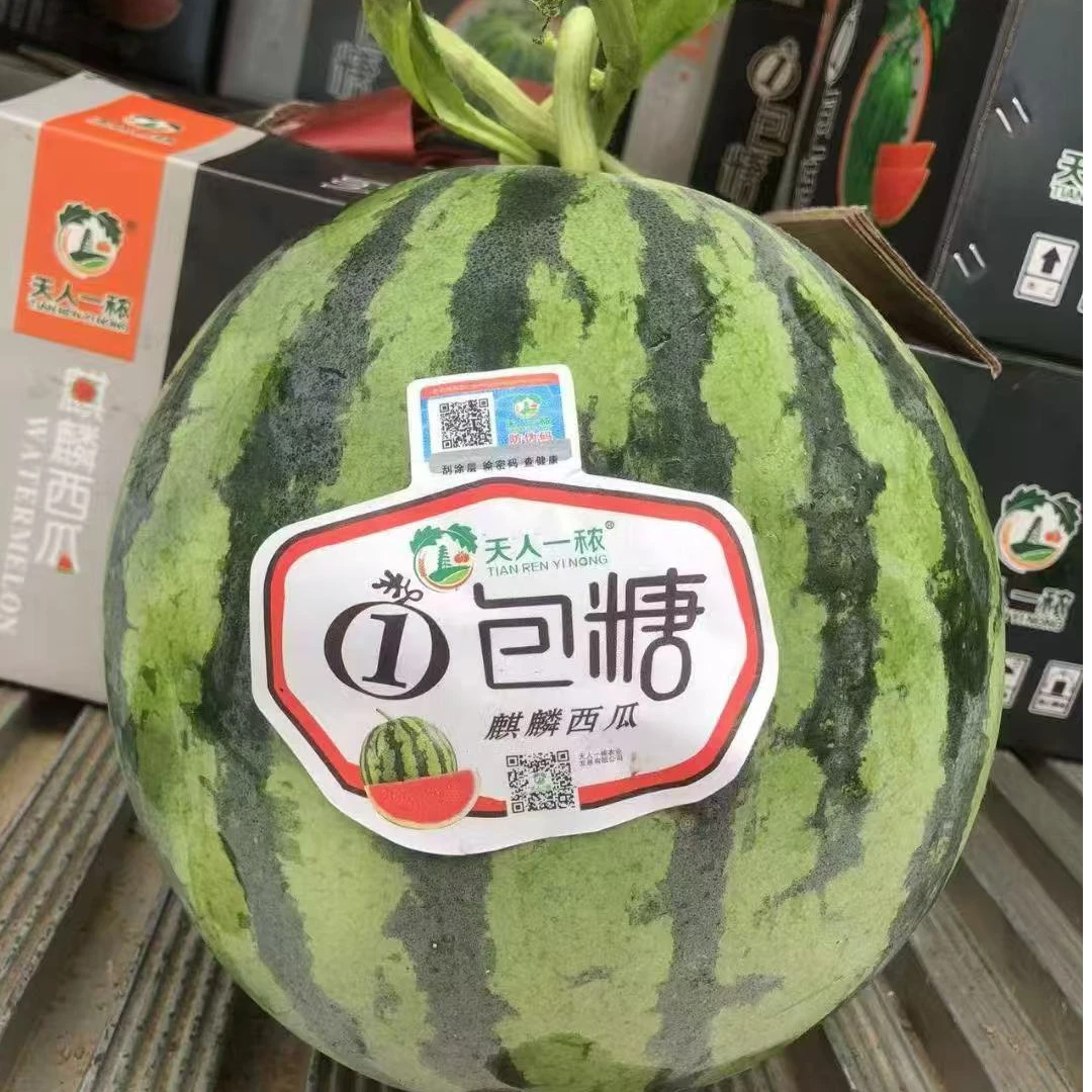 【嘎嘎甜】一包糖麒麟西瓜一单一个（13个糖）