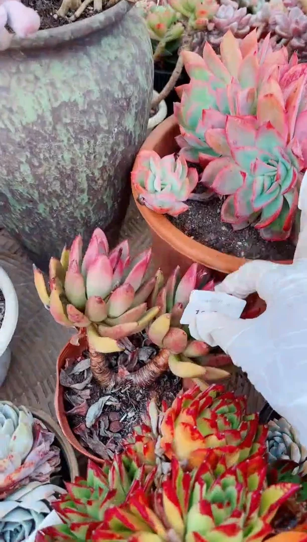 10093多肉植物一物一拍