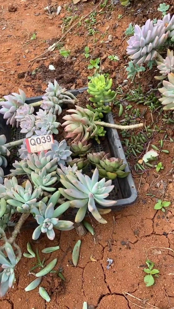 Q039地拍多肉枝头组合默认脱土发货