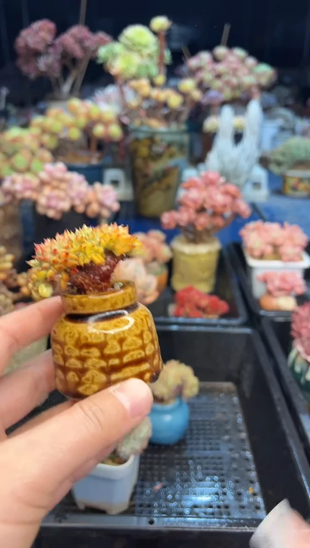 【闪购商品】850不带盆