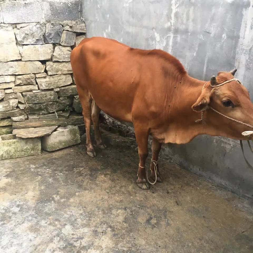 湘西农家传统喂养土牛肉