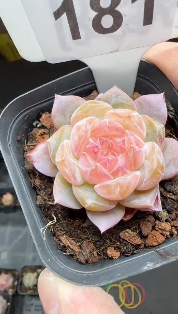 【闪购商品】一物一拍0120—18/1