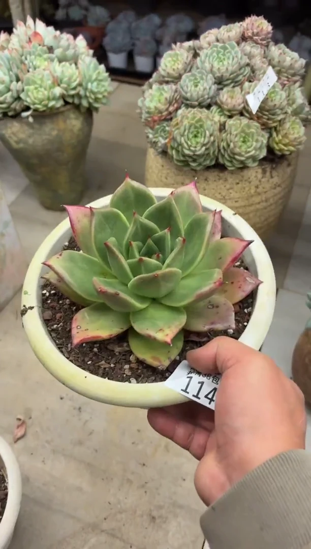 得**?黑大帅多肉114狮子王