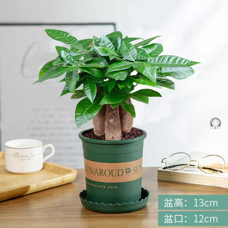 发财树盆景   室内养 加仑盆 一盆三棵苗新疆包邮