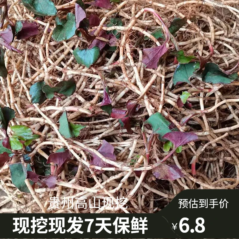 【鹃家优选】贵州折耳根鱼腥草新鲜农家高山现挖折耳根农家凉拌菜