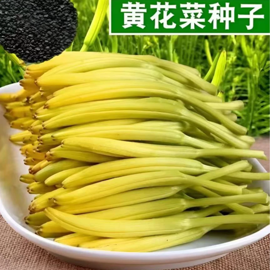 黄花菜种子四季播种金针菜补脑菜安神菜蔬菜种子